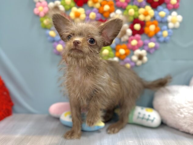 兵庫県のチワプー/プーチー(チワワ×プードル) (ワンキャラット アミーゴ姫路飾磨店/2025年12月28日生まれ/男の子/08 チョコレート系)の子犬の2枚目の画像