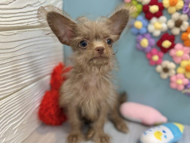 兵庫県のチワプー/プーチー(チワワ×プードル) (ワンキャラット アミーゴ姫路飾磨店/2025年12月28日生まれ/男の子/08 チョコレート系)の子犬の4枚目の画像