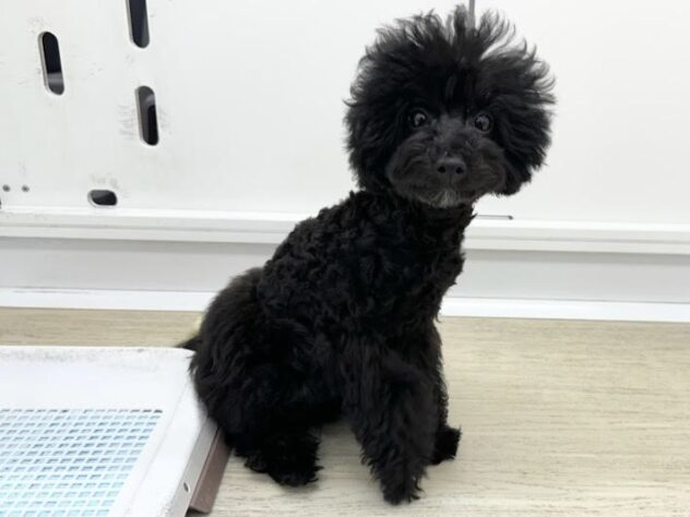 徳島県のトイプードル(トイ) (アミーゴ北島店/2026年1月8日生まれ/女の子/ブラック)の子犬の2枚目の画像