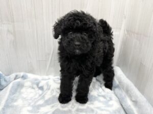 徳島県のトイプードル(トイ) (アミーゴ北島店/2026年1月8日生まれ/女の子/ブラック)の子犬の4枚目の画像