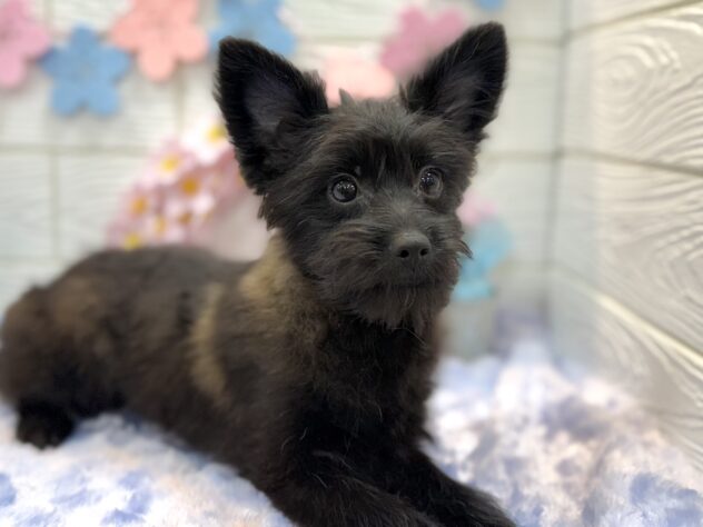 兵庫県のハーフ犬・ミックス犬 (ワンキャラット アミーゴ姫路飾磨店/2025年10月24日生まれ/女の子/ブラック)の子犬の3枚目の画像