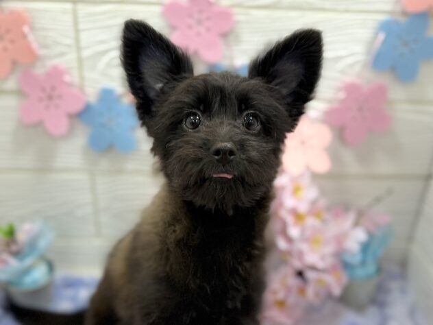 兵庫県のハーフ犬・ミックス犬 (ワンキャラット アミーゴ姫路飾磨店/2025年10月24日生まれ/女の子/ブラック)の子犬の1枚目の画像