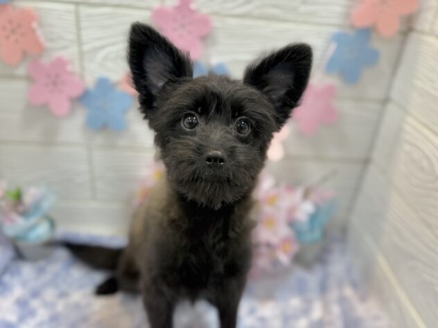 兵庫県のハーフ犬・ミックス犬 (ワンキャラット アミーゴ姫路飾磨店/2025年10月24日生まれ/女の子/ブラック)の子犬の2枚目の画像