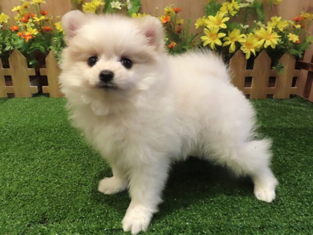 兵庫県のポメラニアン (アミーゴ伊丹店/2026年1月15日生まれ/女の子/パーティーカラー)の子犬の2枚目の画像