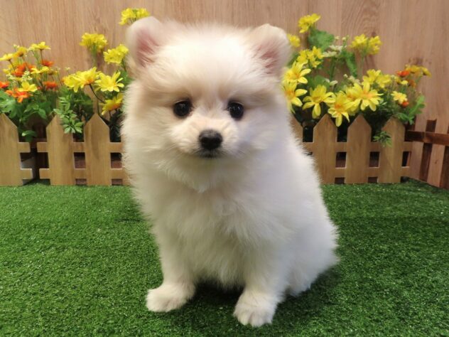 兵庫県のポメラニアン (アミーゴ伊丹店/2026年1月15日生まれ/女の子/パーティーカラー)の子犬の1枚目の画像