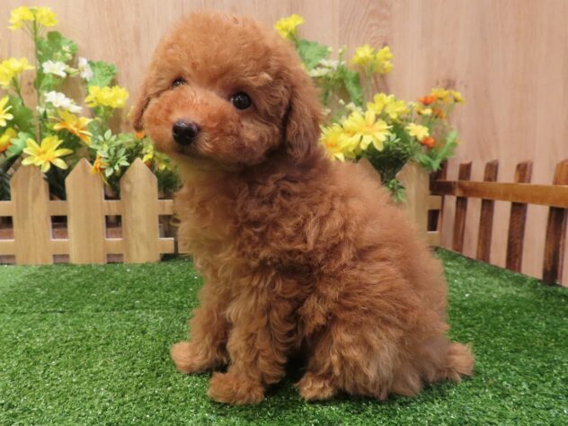 兵庫県のトイプードル(トイ) (アミーゴ伊丹店/2026年1月14日生まれ/男の子/オレンジフォーン)の子犬