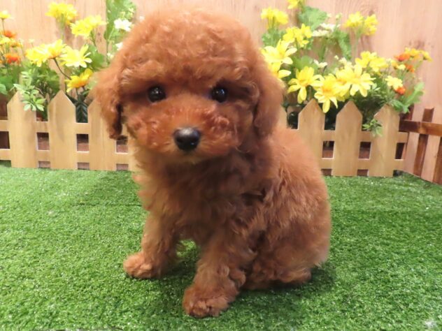 兵庫県のトイプードル(トイ) (アミーゴ伊丹店/2026年1月14日生まれ/女の子/オレンジフォーン)の子犬