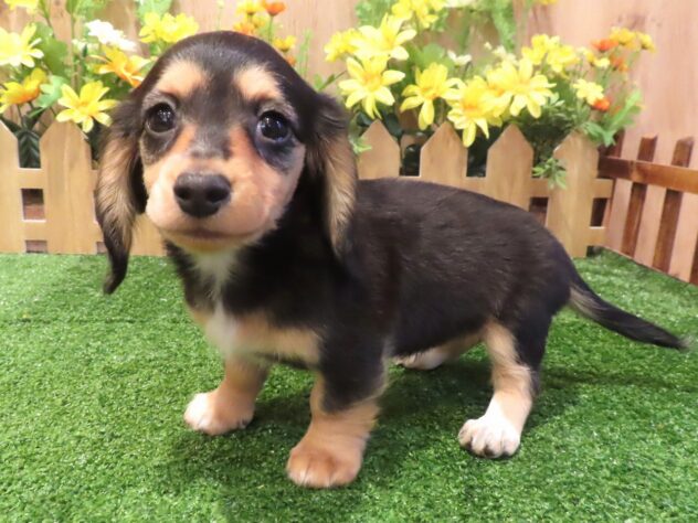 兵庫県のカニンヘンダックスフンド(ロング) (アミーゴ伊丹店/2026年1月13日生まれ/女の子/ブラックタン)の子犬