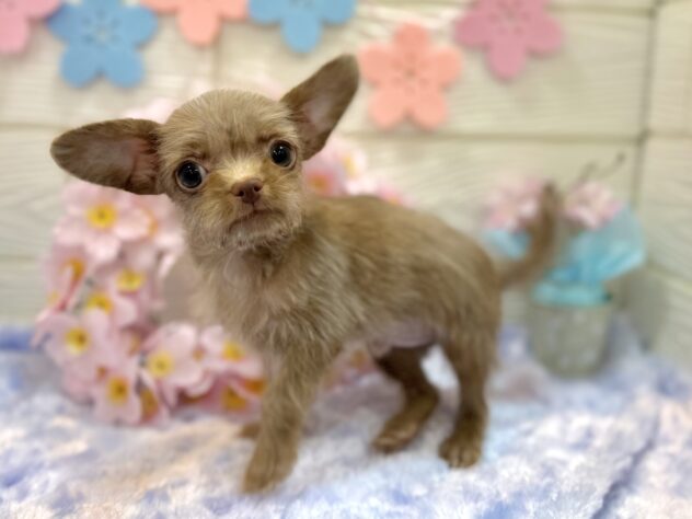 兵庫県のチワプー/プーチー(チワワ×プードル) (ワンキャラット アミーゴ姫路飾磨店/2025年12月28日生まれ/男の子/08 チョコレート系)の子犬の3枚目の画像