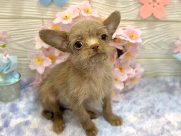 兵庫県のチワプー/プーチー(チワワ×プードル) (ワンキャラット アミーゴ姫路飾磨店/2025年12月28日生まれ/男の子/08 チョコレート系)の子犬の2枚目の画像