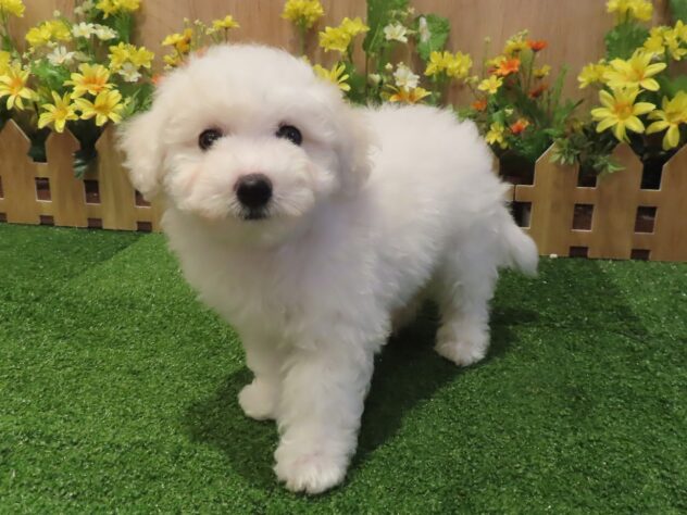 兵庫県のビションフリーゼ (アミーゴ伊丹店/2026年1月19日生まれ/女の子/ホワイト)の子犬の2枚目の画像