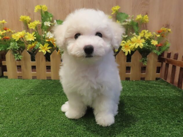 兵庫県のビションフリーゼ (アミーゴ伊丹店/2026年1月19日生まれ/女の子/ホワイト)の子犬の1枚目の画像