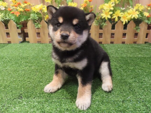 兵庫県の柴犬(標準サイズ) (アミーゴ伊丹店/2026年1月21日生まれ/女の子/黒)の子犬の1枚目の画像