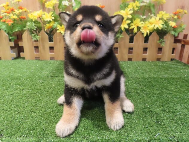 兵庫県の柴犬(標準サイズ) (アミーゴ伊丹店/2026年1月21日生まれ/女の子/黒)の子犬の3枚目の画像