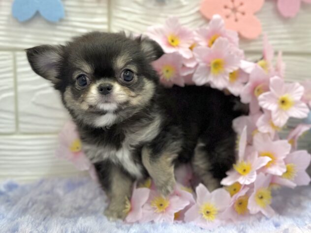 兵庫県のチワワ(ロング) (ワンキャラット アミーゴ姫路飾磨店/2026年1月25日生まれ/女の子/ブラッククリーム)の子犬の3枚目の画像