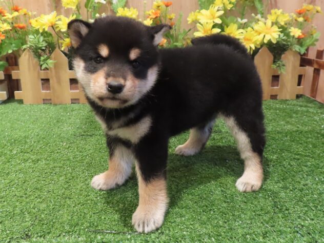 兵庫県の柴犬(標準サイズ) (アミーゴ伊丹店/2026年1月21日生まれ/女の子/黒)の子犬の2枚目の画像