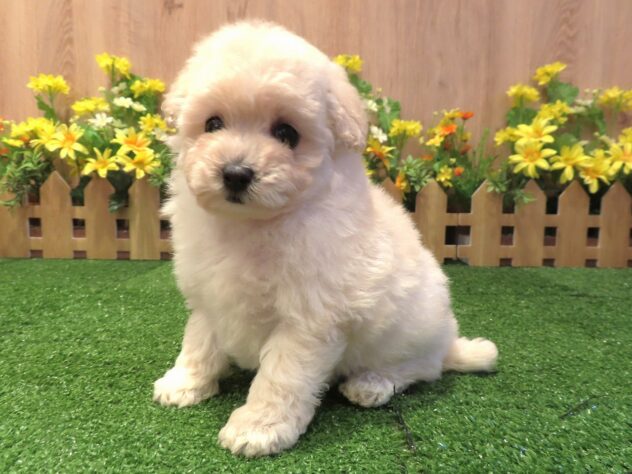 兵庫県のトイプードル(トイ) (アミーゴ伊丹店/2026年1月28日生まれ/女の子/ホワイト)の子犬の1枚目の画像