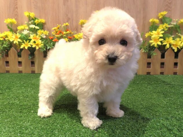 兵庫県のトイプードル(トイ) (アミーゴ伊丹店/2026年1月28日生まれ/女の子/ホワイト)の子犬の2枚目の画像