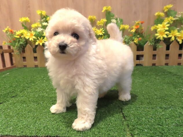 兵庫県のトイプードル(トイ) (アミーゴ伊丹店/2026年1月28日生まれ/女の子/ホワイト)の子犬の3枚目の画像