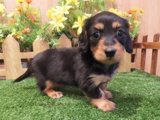 兵庫県のミニチュアダックスフンド(ロング) (アミーゴ伊丹店/2026年1月27日生まれ/女の子/ブラックタン)の子犬の1枚目の画像