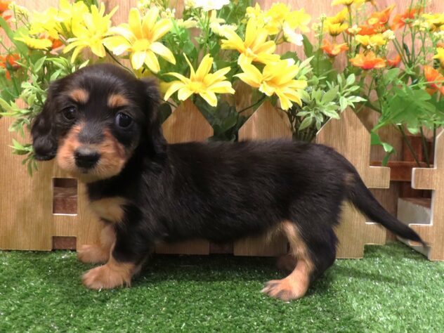 兵庫県のミニチュアダックスフンド(ロング) (アミーゴ伊丹店/2026年1月27日生まれ/女の子/ブラックタン)の子犬の3枚目の画像