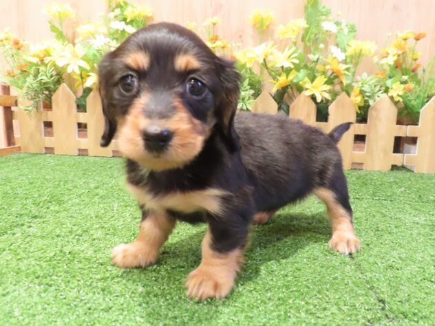 兵庫県のミニチュアダックスフンド(ロング) (アミーゴ伊丹店/2026年1月27日生まれ/女の子/ブラックタン)の子犬の2枚目の画像