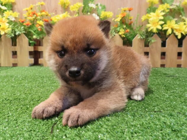 兵庫県の柴犬(標準サイズ) (アミーゴ伊丹店/2026年1月29日生まれ/男の子/赤)の子犬の3枚目の画像