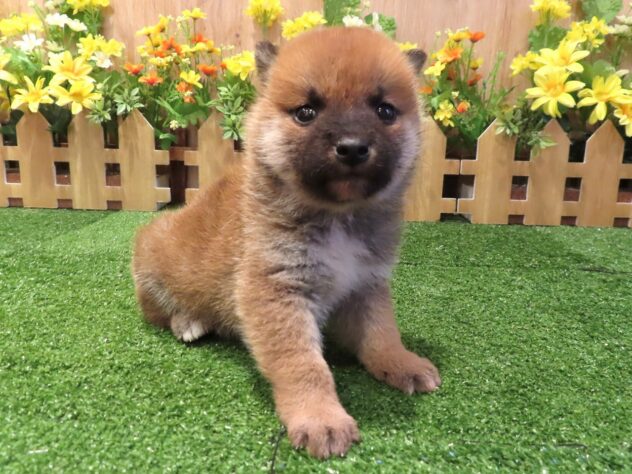 兵庫県の柴犬(標準サイズ) (アミーゴ伊丹店/2026年1月29日生まれ/男の子/赤)の子犬の2枚目の画像