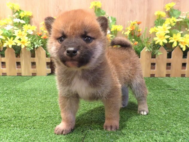 兵庫県の柴犬(標準サイズ) (アミーゴ伊丹店/2026年1月29日生まれ/男の子/赤)の子犬の1枚目の画像