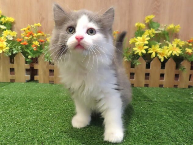 兵庫県のサイベリアン (アミーゴ伊丹店/2026年1月28日生まれ/男の子/ブルーマッカレルタビーホワイト)の子猫の3枚目の画像