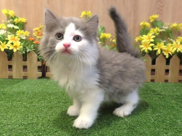 兵庫県のサイベリアン (アミーゴ伊丹店/2026年1月28日生まれ/男の子/ブルーマッカレルタビーホワイト)の子猫の1枚目の画像