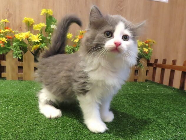 兵庫県のサイベリアン (アミーゴ伊丹店/2026年1月28日生まれ/男の子/ブルーマッカレルタビーホワイト)の子猫の2枚目の画像