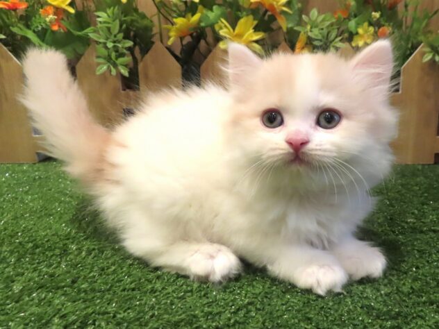 兵庫県のスコティッシュフォールド (アミーゴ伊丹店/2026年1月28日生まれ/女の子/クリームタビーホワイト)の子猫の1枚目の画像