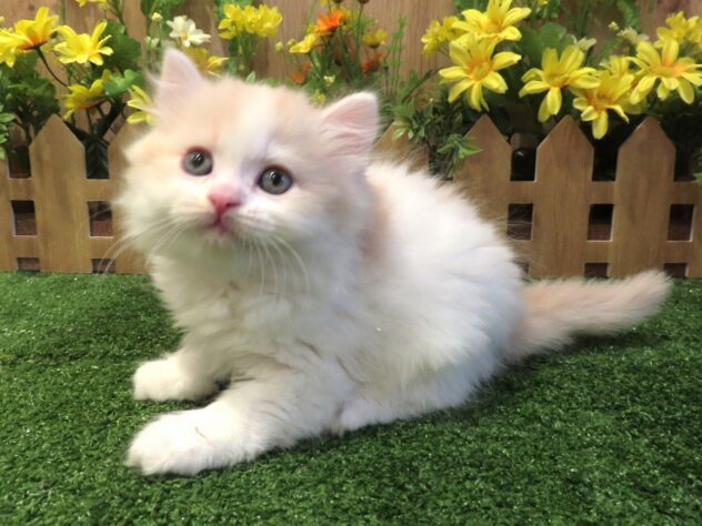 兵庫県のスコティッシュフォールド (アミーゴ伊丹店/2026年1月28日生まれ/女の子/クリームタビーホワイト)の子猫の2枚目の画像