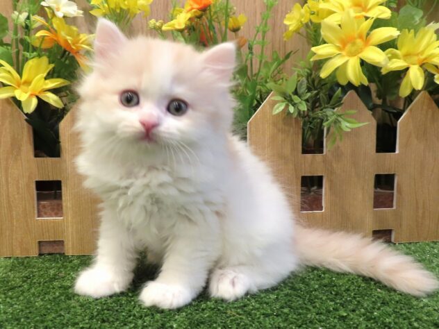 兵庫県のスコティッシュフォールド (アミーゴ伊丹店/2026年1月28日生まれ/女の子/クリームタビーホワイト)の子猫の3枚目の画像