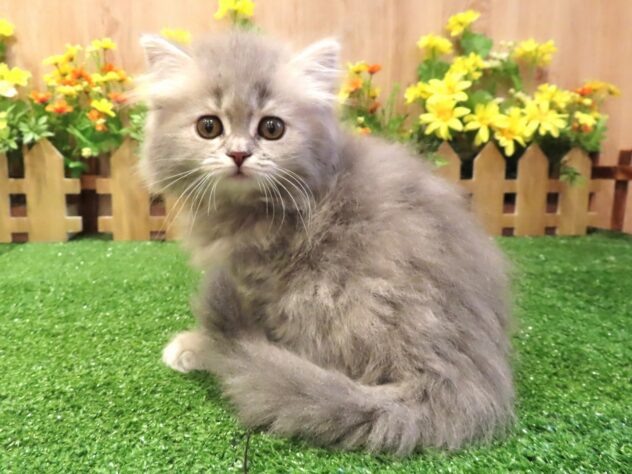 兵庫県のラガマフィン (アミーゴ伊丹店/2026年1月24日生まれ/女の子/ブルータビーホワイト)の子猫の2枚目の画像