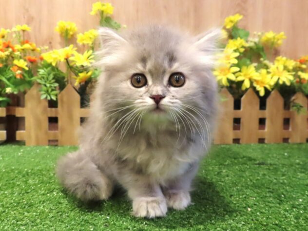 兵庫県のラガマフィン (アミーゴ伊丹店/2026年1月24日生まれ/女の子/ブルータビーホワイト)の子猫の3枚目の画像