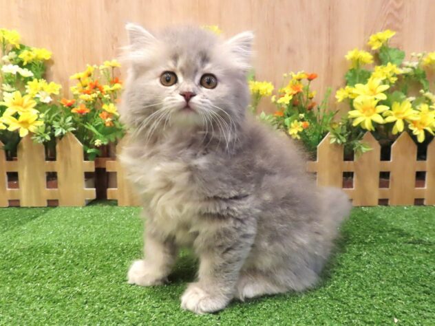 兵庫県のラガマフィン (アミーゴ伊丹店/2026年1月24日生まれ/女の子/ブルータビーホワイト)の子猫の1枚目の画像