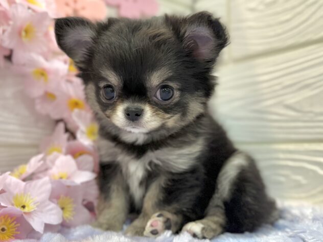 兵庫県のチワワ(ロング) (ワンキャラット アミーゴ姫路飾磨店/2026年1月25日生まれ/女の子/ブラッククリーム)の子犬の1枚目の画像