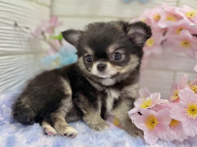 兵庫県のチワワ(ロング) (ワンキャラット アミーゴ姫路飾磨店/2026年1月25日生まれ/女の子/ブラッククリーム)の子犬の4枚目の画像