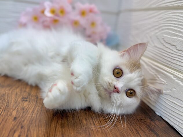 兵庫県のマンチカン (ワンキャラット アミーゴ姫路飾磨店/2025年7月7日生まれ/男の子/クリームタビーホワイト)の子猫の4枚目の画像