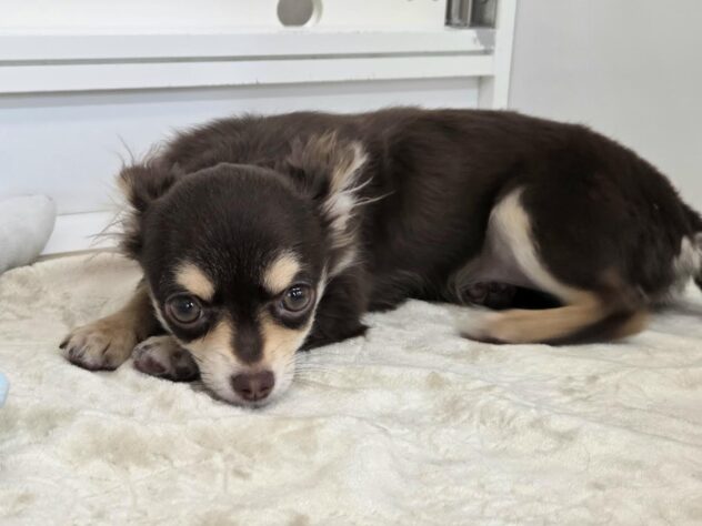 徳島県のチワワ(ロング) (アミーゴ徳島沖浜店/2025年9月22日生まれ/女の子/チョコレートタンホワイト)の子犬の2枚目の画像