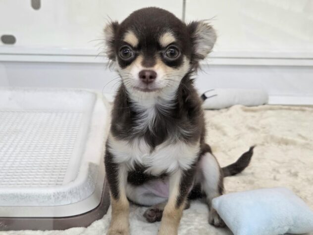 徳島県のチワワ(ロング) (アミーゴ徳島沖浜店/2025年9月22日生まれ/女の子/チョコレートタンホワイト)の子犬の1枚目の画像