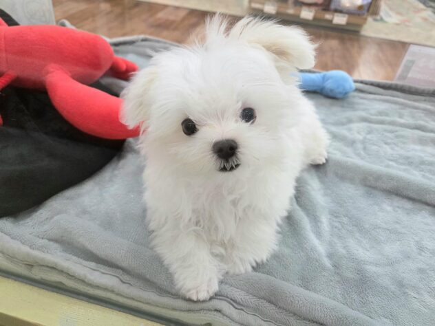 徳島県のマルチーズ (アミーゴ徳島沖浜店/2025年11月27日生まれ/男の子/ホワイト)の子犬の1枚目の画像