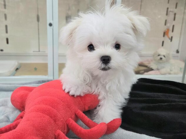 徳島県のマルチーズ (アミーゴ徳島沖浜店/2025年11月27日生まれ/男の子/ホワイト)の子犬の2枚目の画像