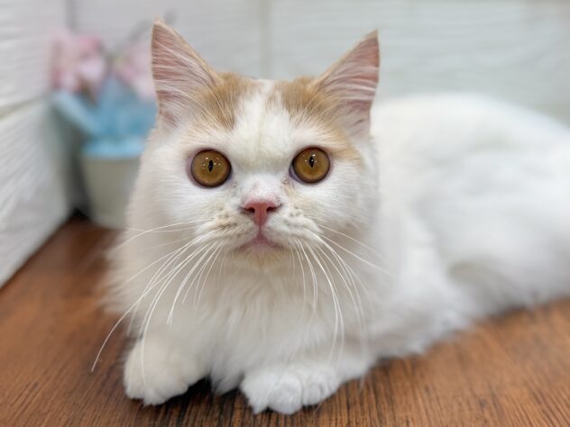 兵庫県のマンチカン (ワンキャラット アミーゴ姫路飾磨店/2025年7月7日生まれ/男の子/クリームタビーホワイト)の子猫の1枚目の画像