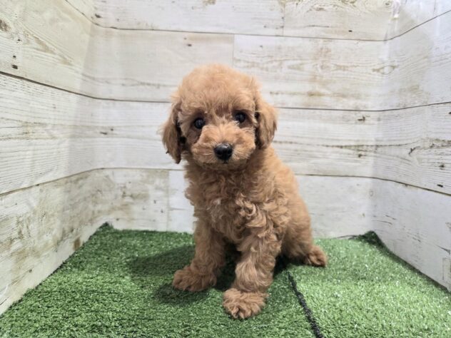 徳島県のトイプードル(トイ) (アミーゴ徳島沖浜店/2025年12月31日生まれ/女の子/レッド)の子犬の1枚目の画像