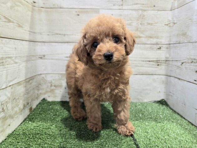 徳島県のトイプードル(トイ) (アミーゴ徳島沖浜店/2025年12月31日生まれ/女の子/レッド)の子犬の3枚目の画像