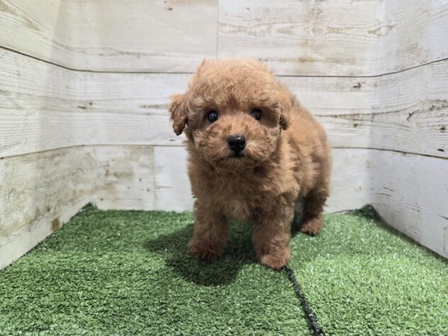 徳島県のトイプードル(トイ) (アミーゴ徳島沖浜店/2026年1月6日生まれ/女の子/レッドフォーン)の子犬の3枚目の画像