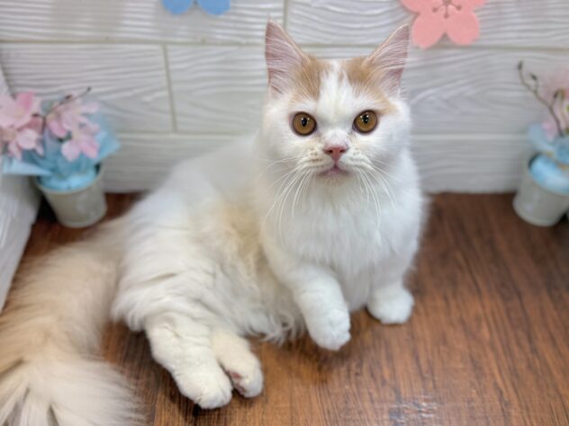 兵庫県のマンチカン (ワンキャラット アミーゴ姫路飾磨店/2025年7月7日生まれ/男の子/クリームタビーホワイト)の子猫の3枚目の画像